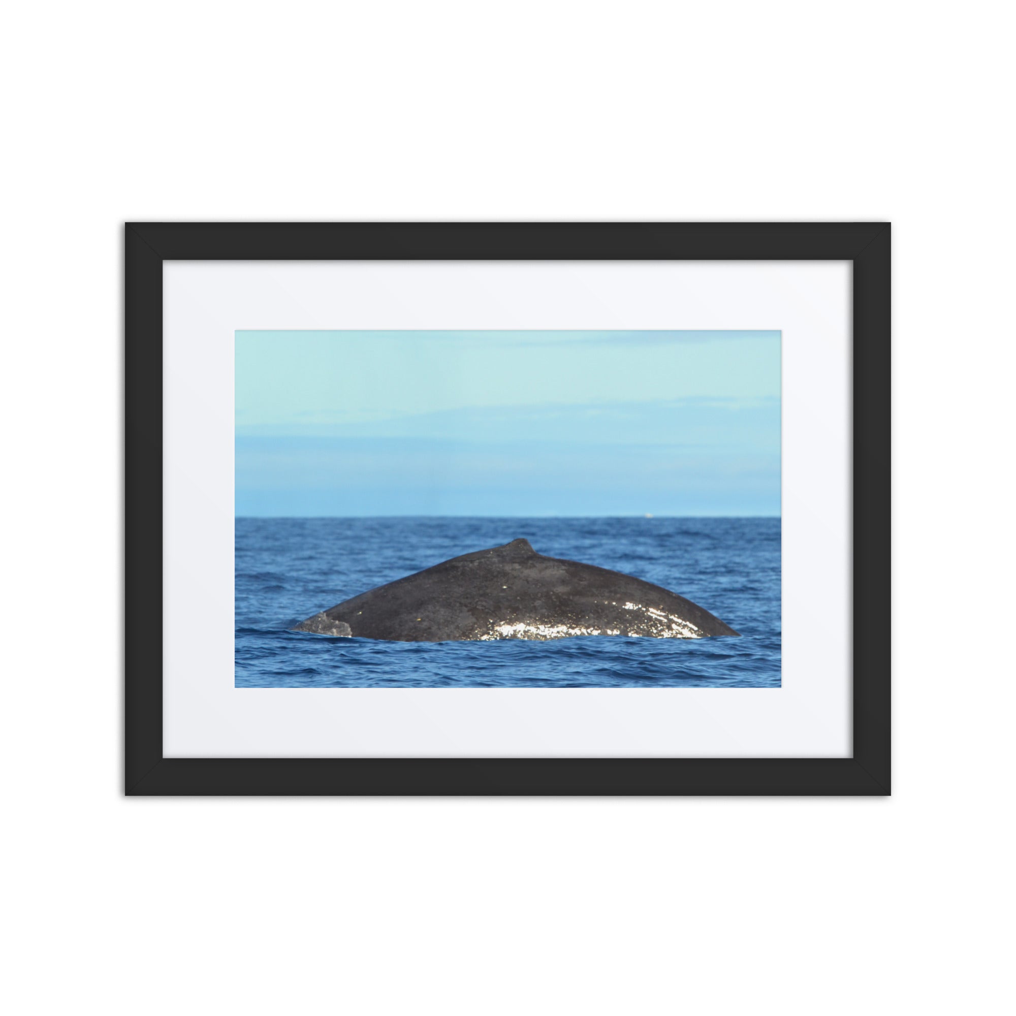 Framed photograph of a whale in the ocean with a black frame.