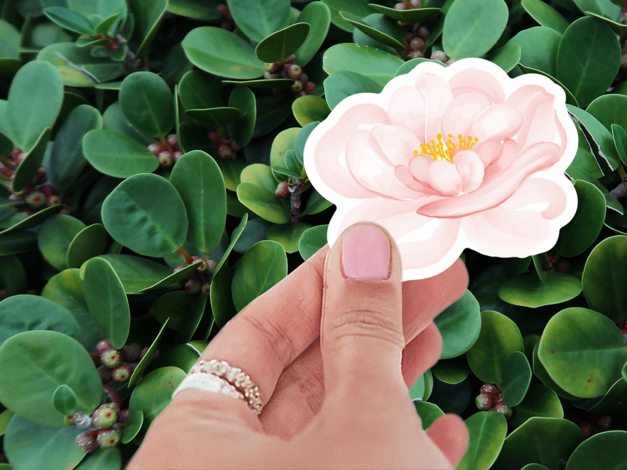 Country Rose Sticker