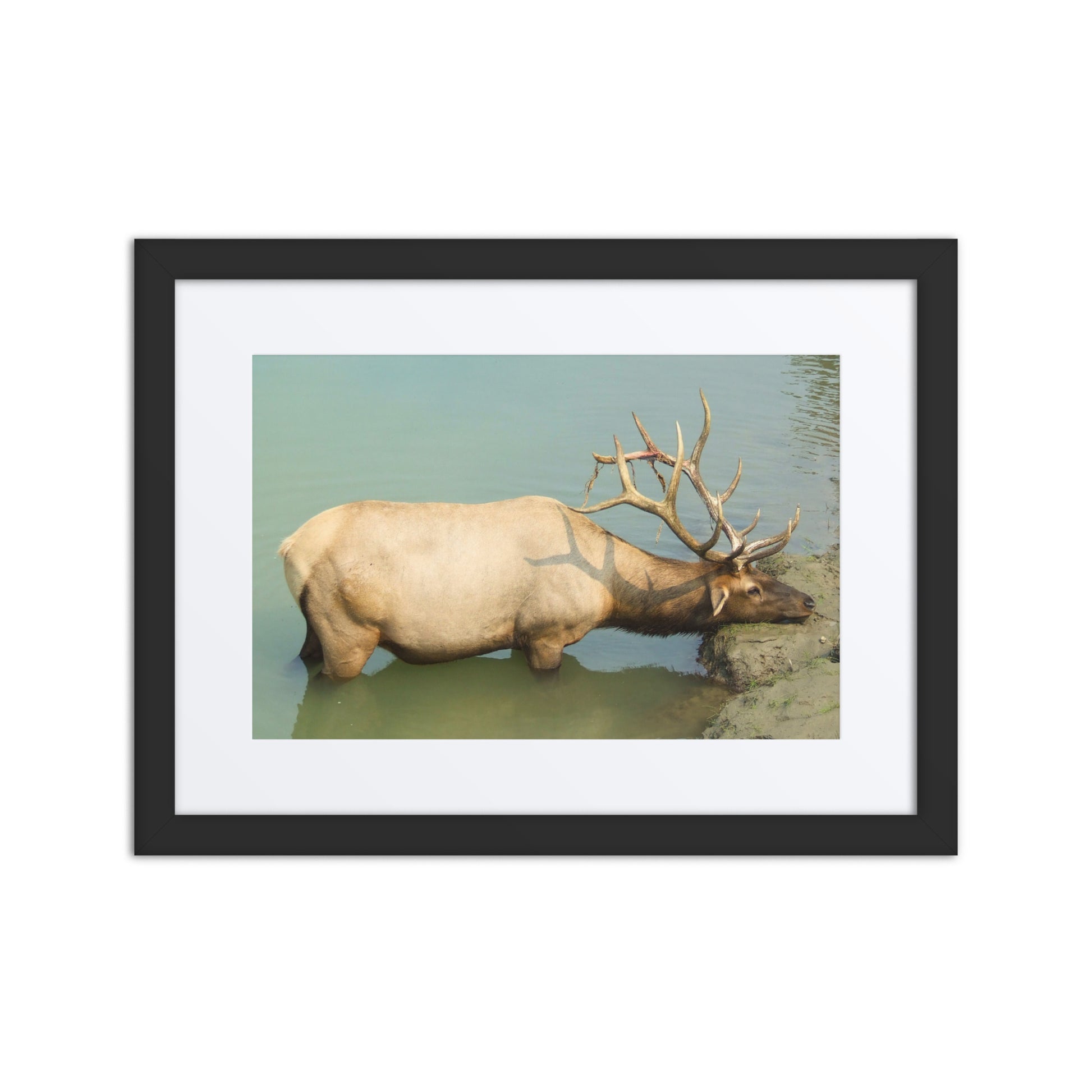 Framed photograph of a elk drinking water on a white background