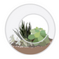 Display of the Waterproof Vibrant Succulent Sticker on a laptop, demonstrating its matte finish and vibrant appeal for decorating personal belongings.