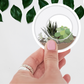 Lifestyle shot of the Waterproof Vibrant Succulent Sticker applied on a water bottle, illustrating its durability and eye-catching design for plant enthusiasts.